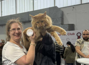 Udział w Międzynarodowej Wystawie Kotów Rasowych